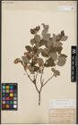 Foto von Salix starkeana Willd.